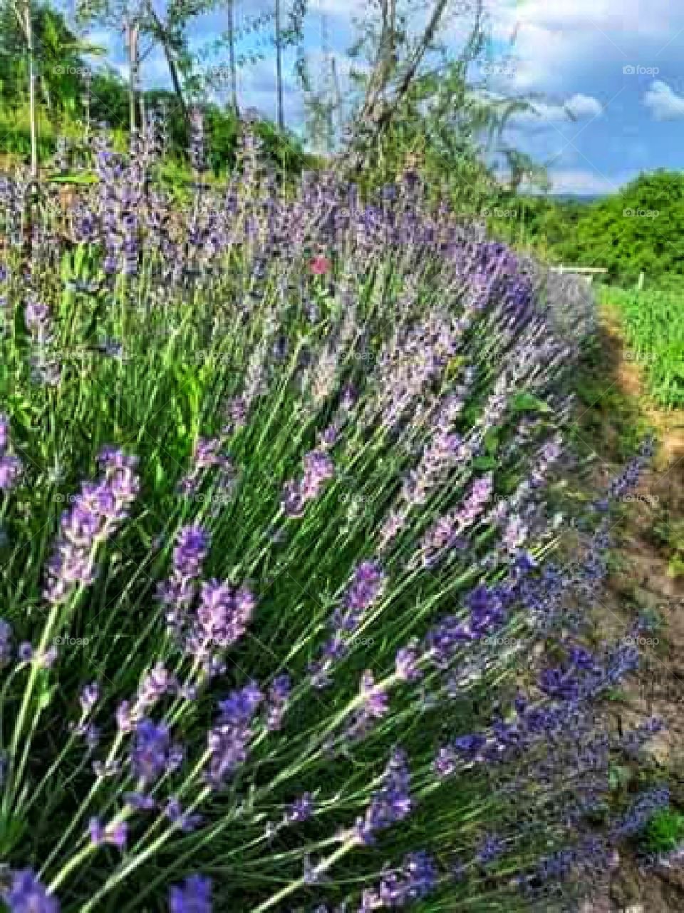 The star of the garden- lavender