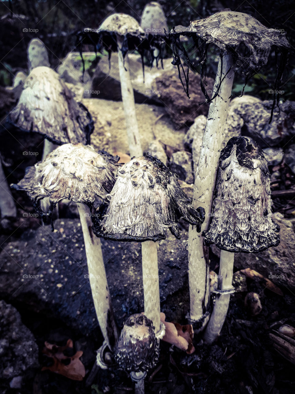 Old mushrooms