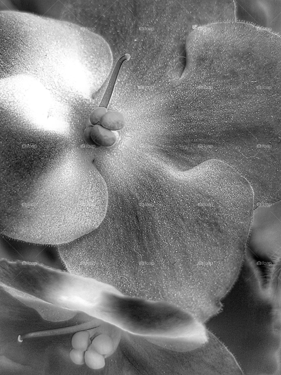 Violets in BW