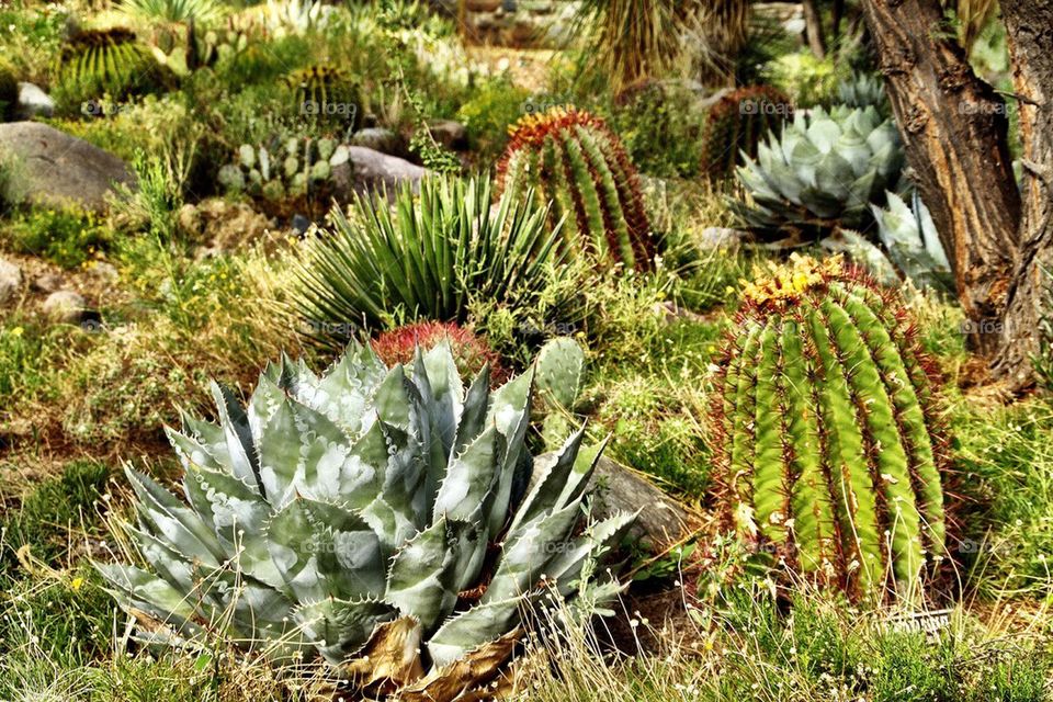 A walk in the desert