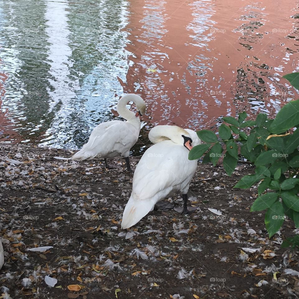 Swan pair 
