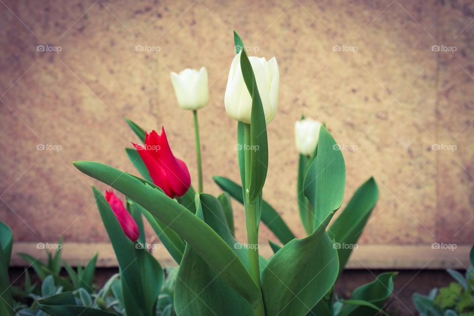 Close up of red and white tulips.  Harbingers of spring