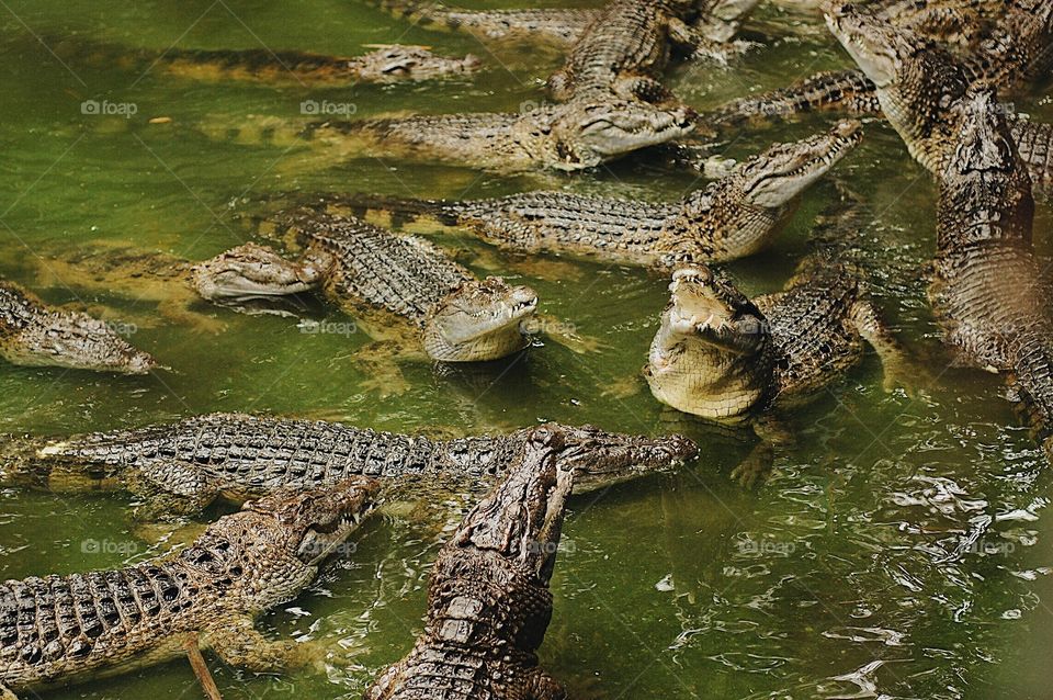 Crocodiles await feeding time.
