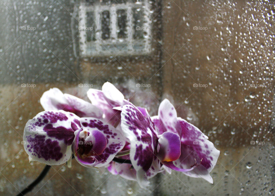 Orchid flowers in a rainy day 1