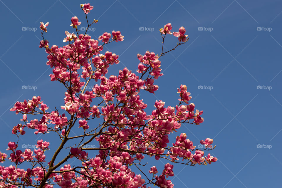 Blooming tree