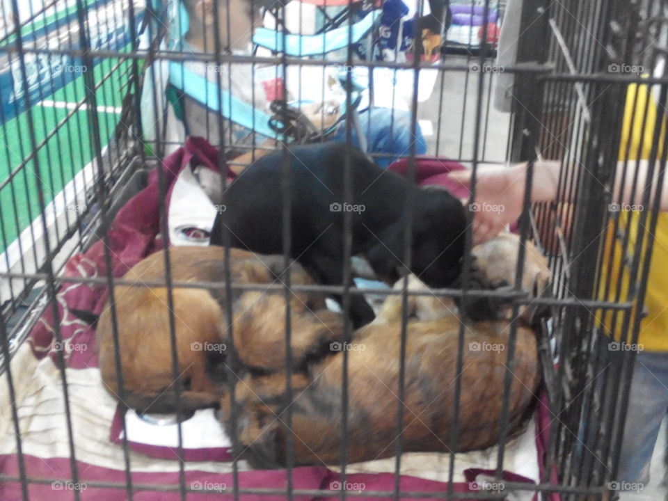 dogs in cage. dogs in cage sleeping