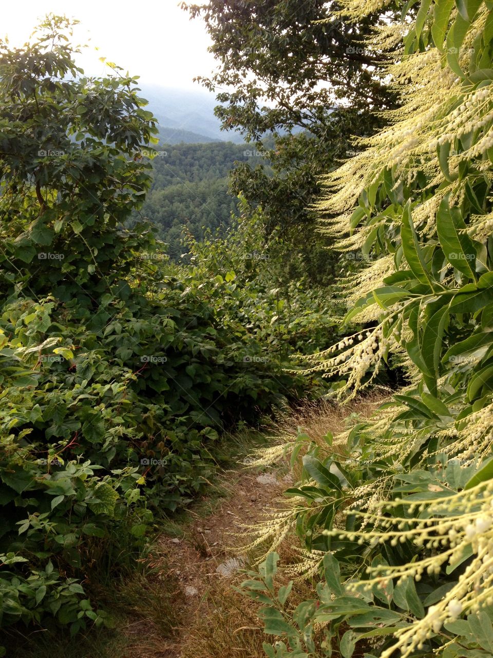 Summer hike on mountain trail 