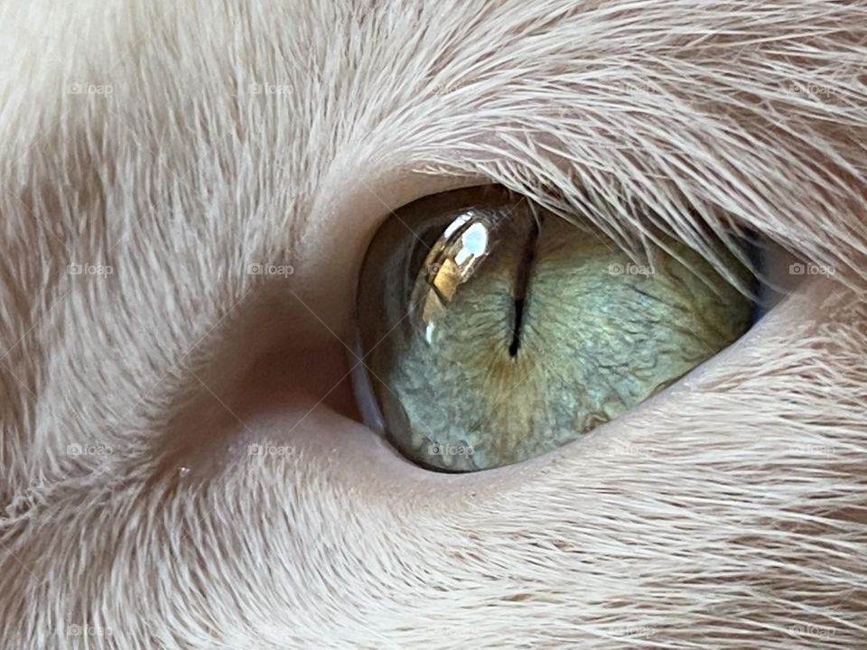 Close up on the cat’s eye 