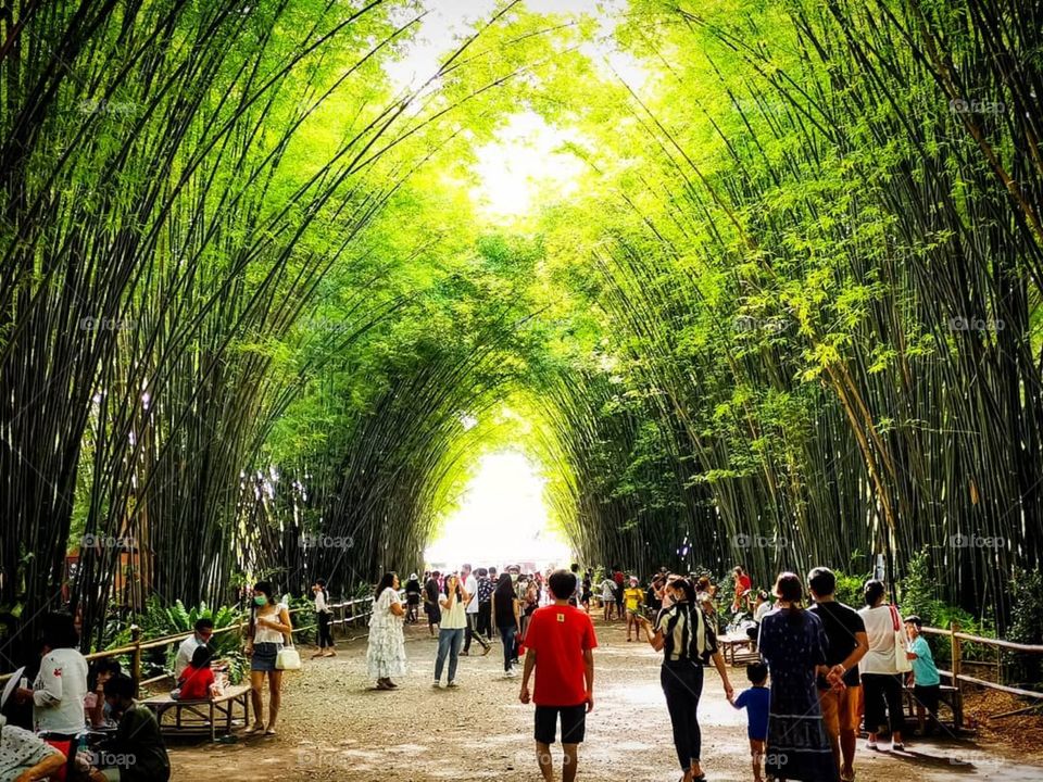 A bamboo grove path that leads to a temple. Photo taken in Nakhon Nayok, Thailand.