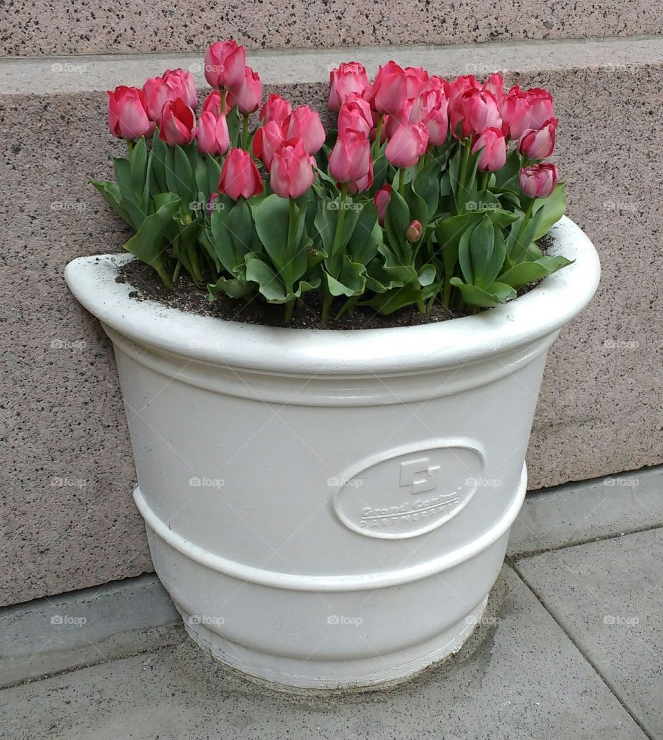 Flowers in a large pot