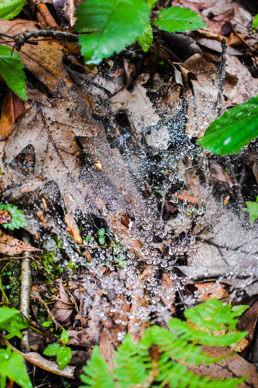 Raindrops keep falling on my web...