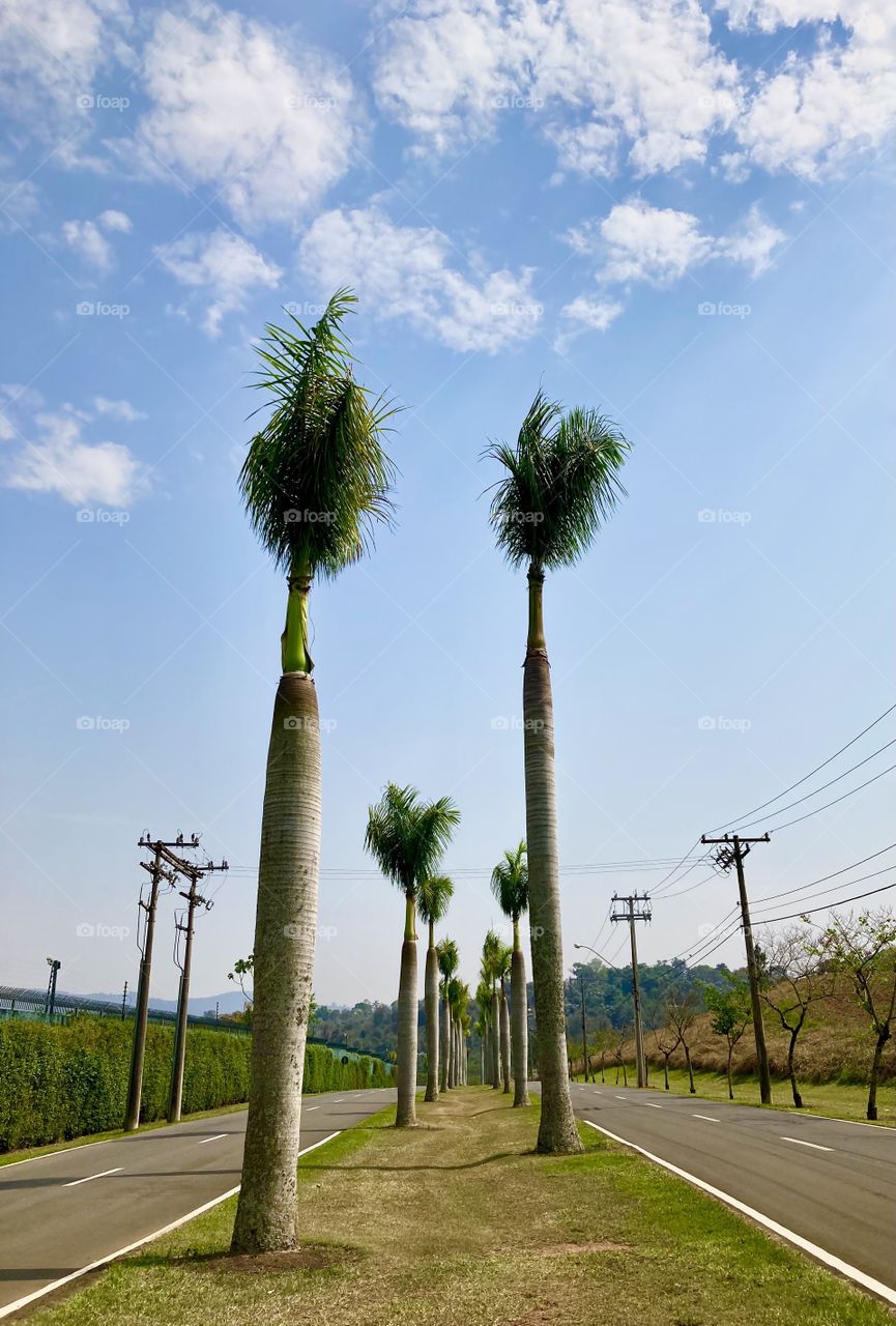 🇺🇸 Blue + Green = Perfect Nature: the cool combination of this Tuesday.  Will the trees touch the sky? / 🇧🇷 Azul + Verde = Natureza Perfeita: a combinação bacana desta terça-feira. Será que as árvores tocarão o céu?