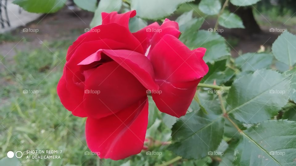 beautiful rose