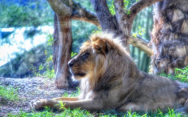 Lion