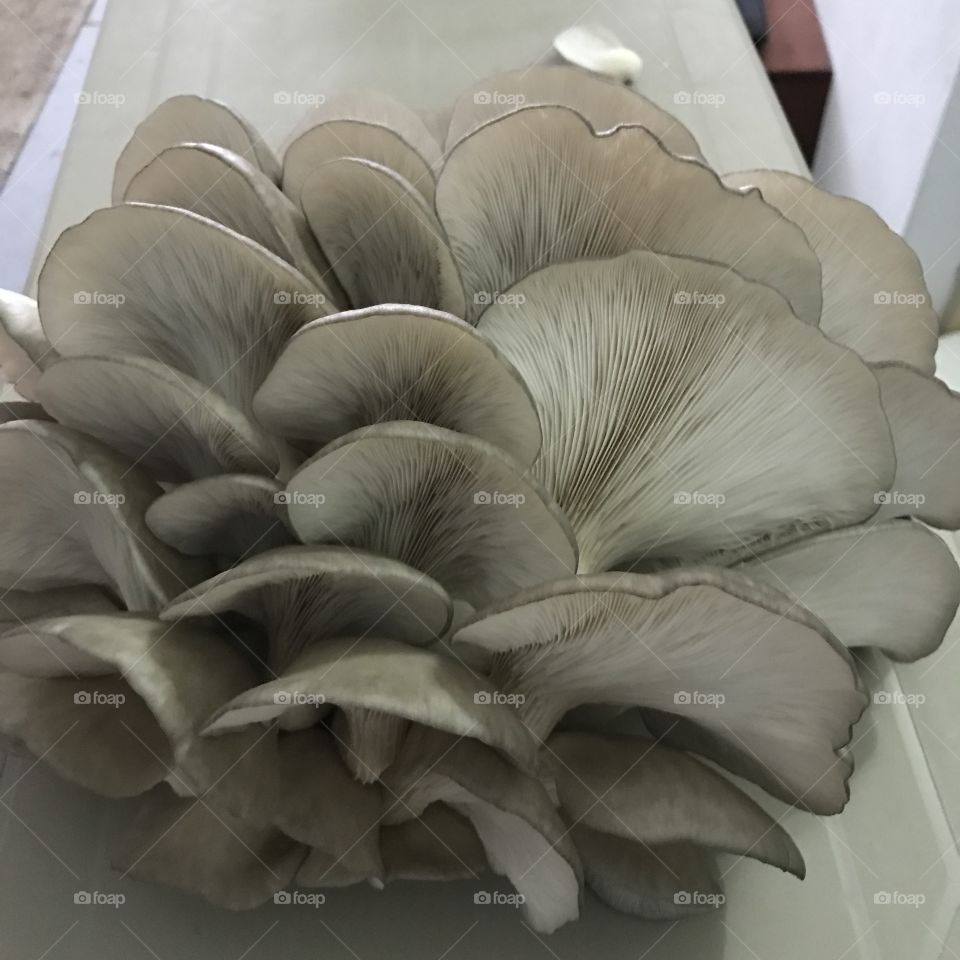 Cogumelos pleurotus ostreatus 