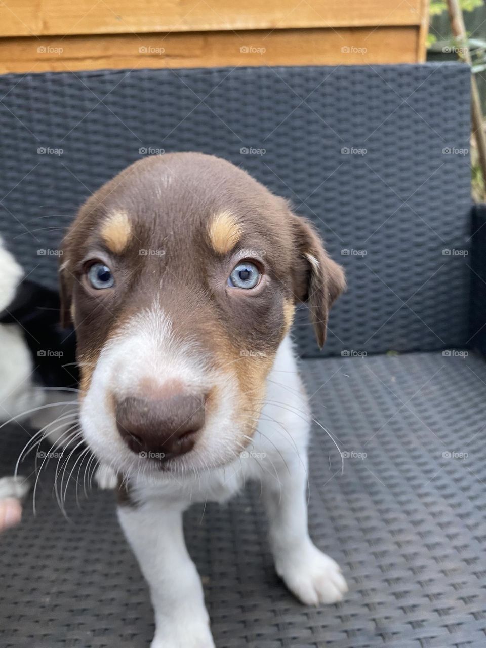 Close up of brown boy