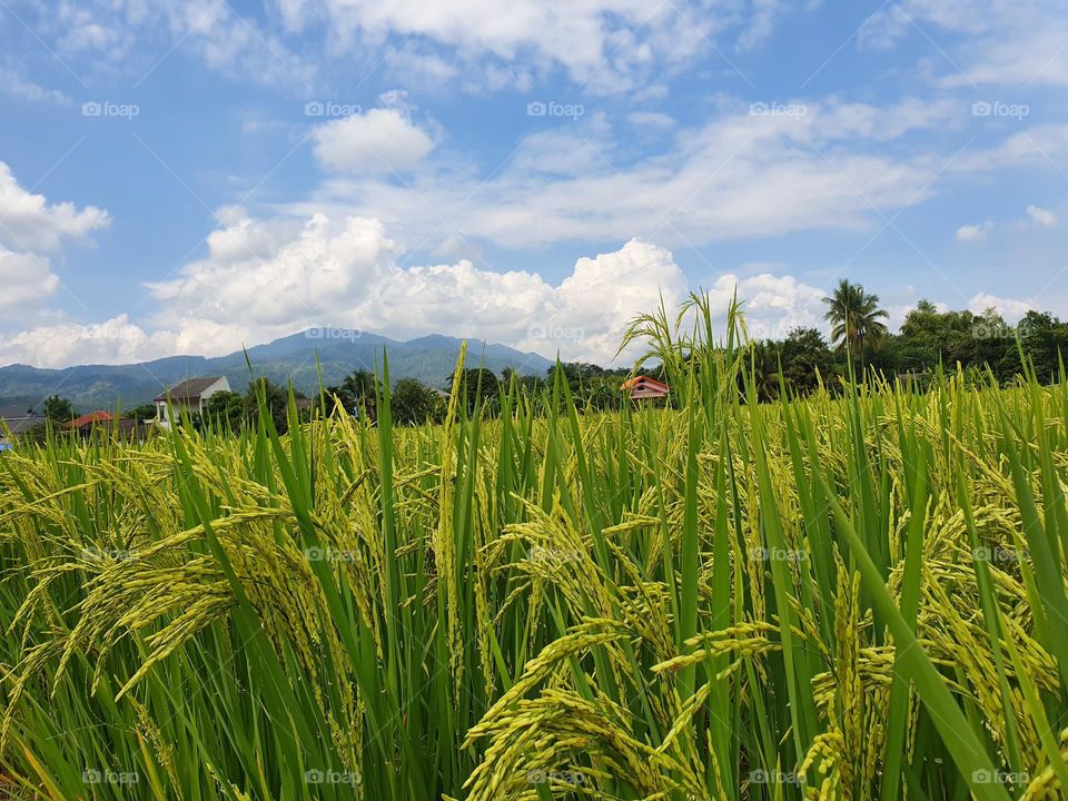 Rice field 