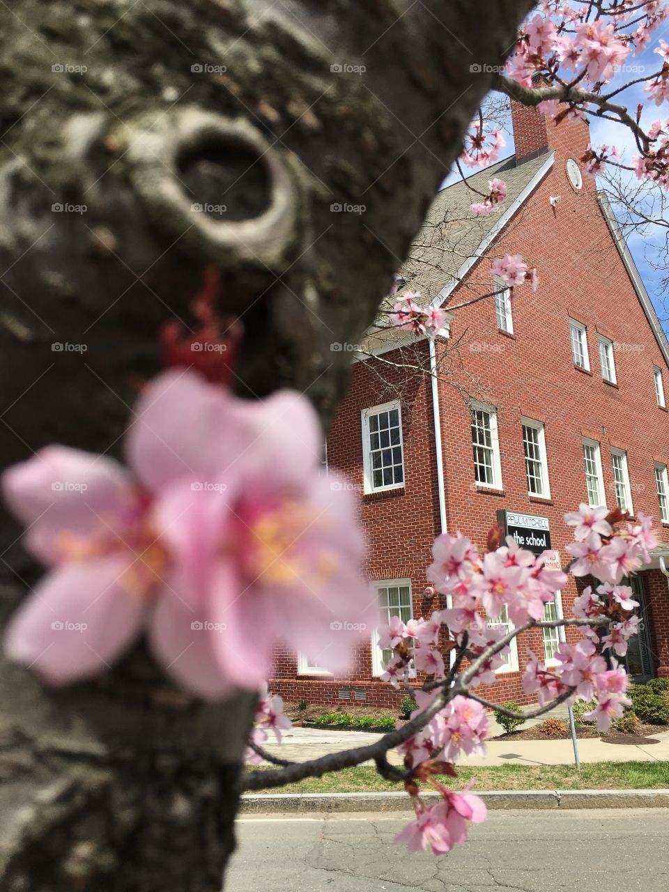 Cherry blossoms in April in CT