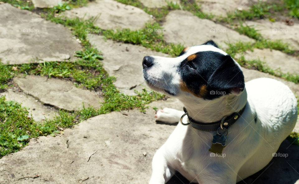 Jack Russell Terrier cute dog sunbathing in sunshine on warm natural stone patio at home, pet portrait, warm weather and dog safety background photography 