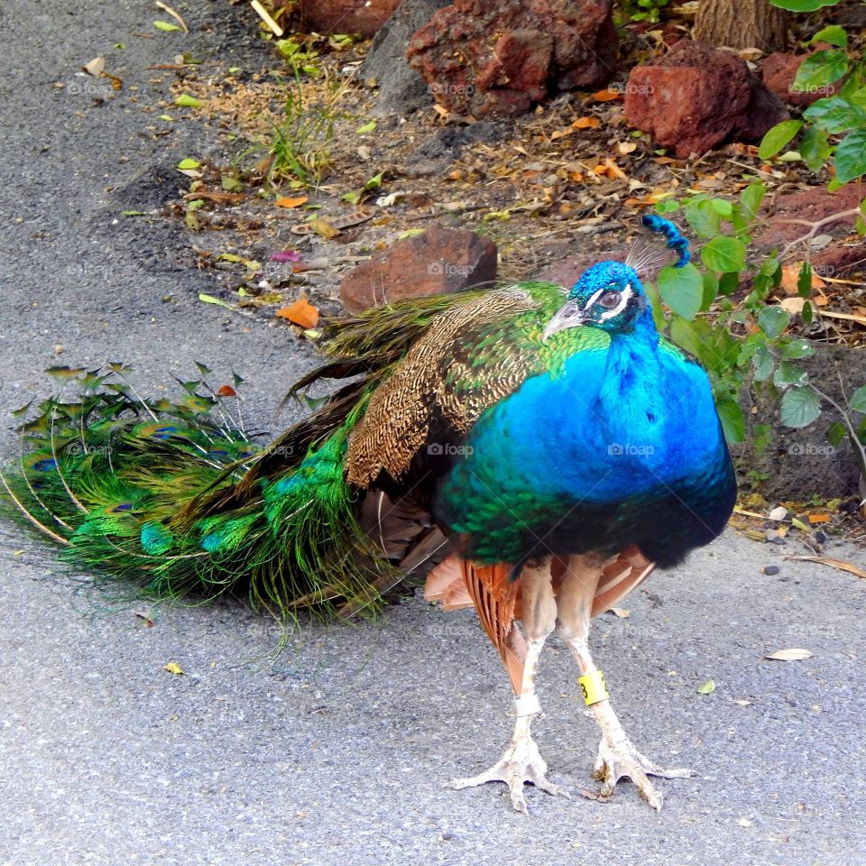 caught a shot of this handsome peacock strolling around the zoo grounds.