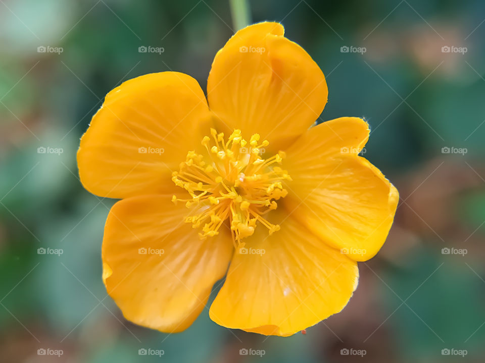 Beautiful flower in nature and as a background. Flowering Superstition Mallow up-close and blooming in the desert.