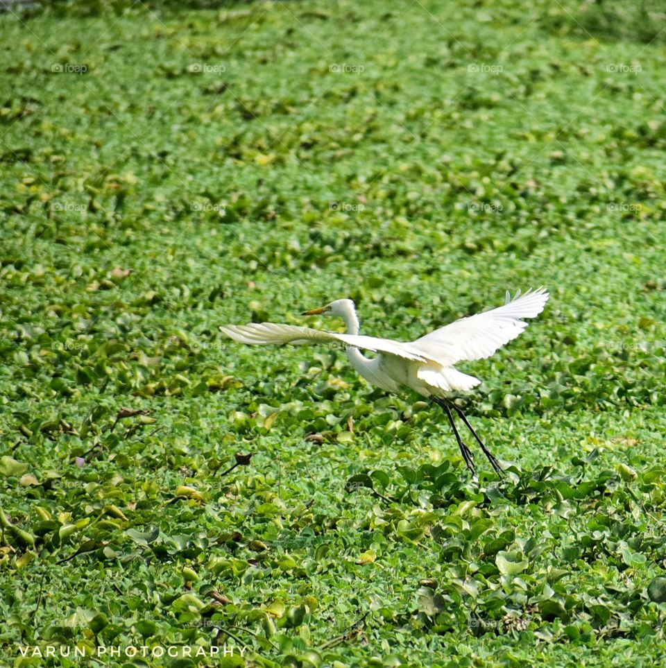Flying Egret