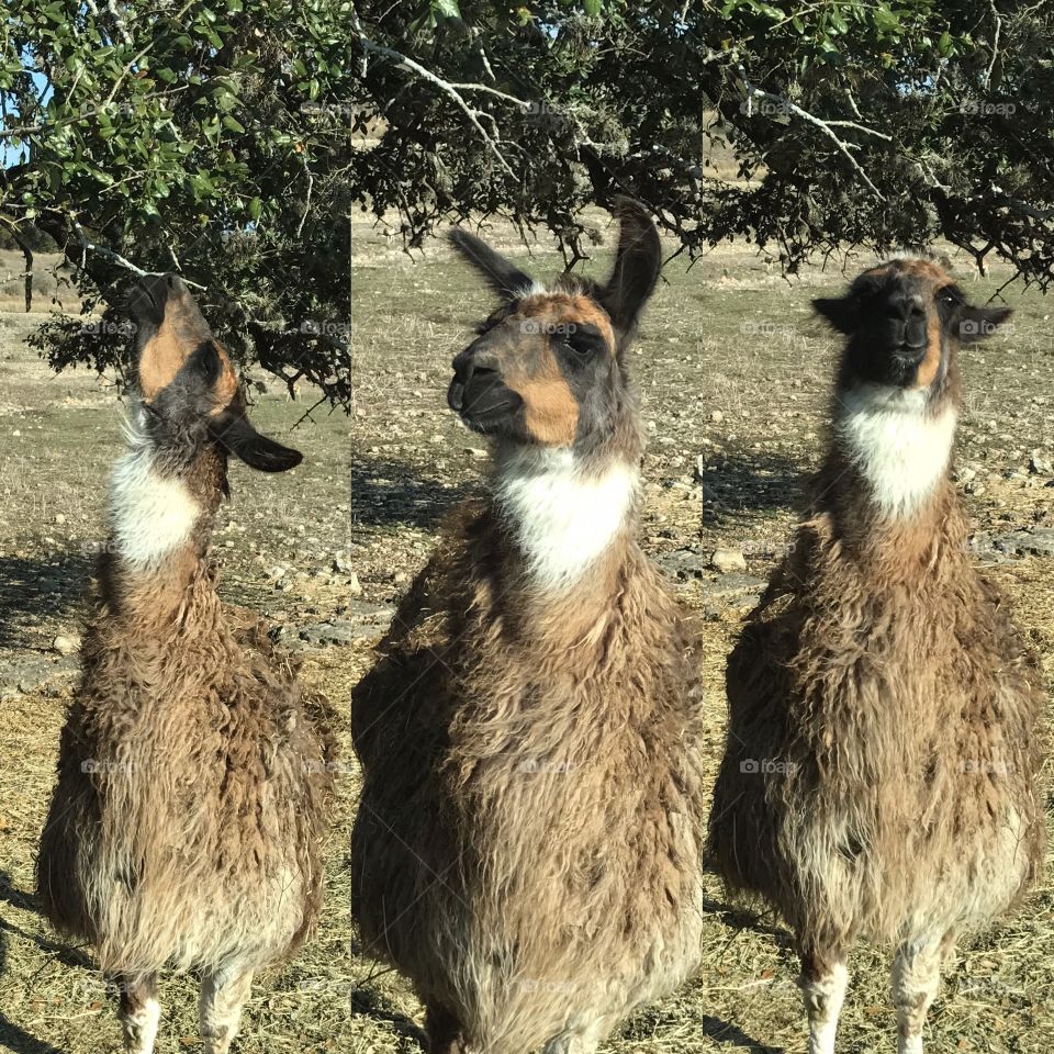 Mammal, Animal, Llama, Alpaca, Nature