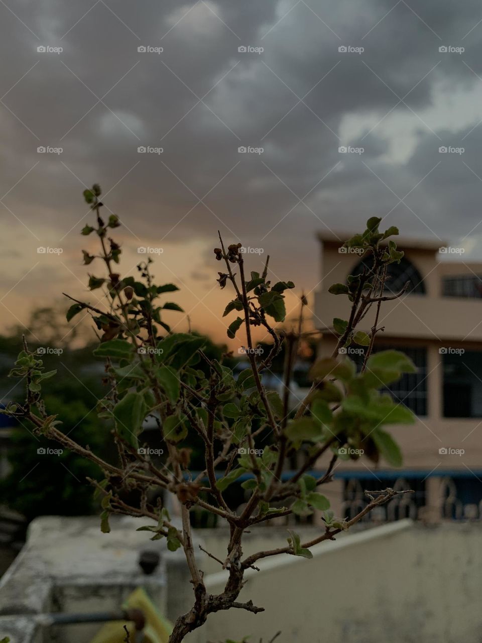 Sunset shoot with Dmental