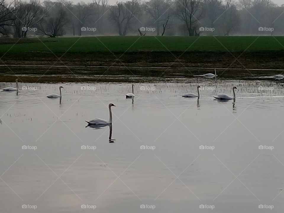 polish nature | spring swans