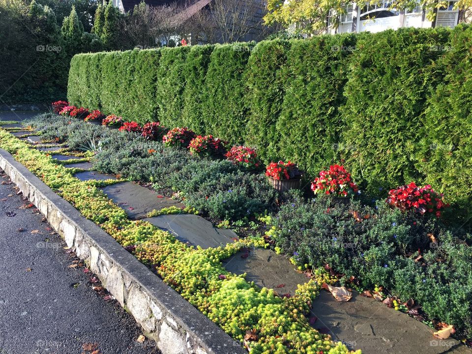 Beautiful flowers blooming in autumn 