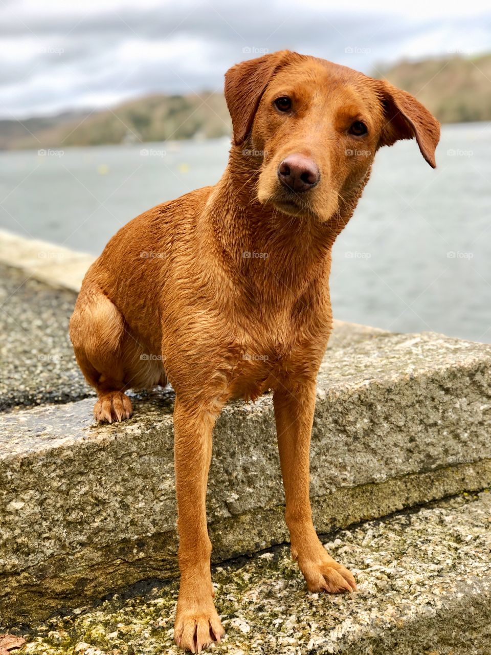 dog, Labrador, ginger, fox red, curious, water, portrait