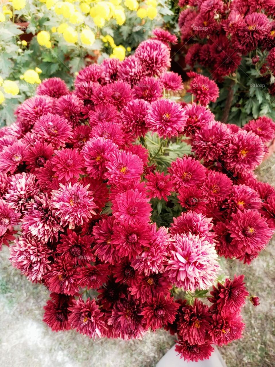 Those flowers in the vase look absolutely stunning.
The combination of purple and yellow is so vibrant and eye-catching.
It must be such a lovely sight to have in your home. Flowers have a way of brightening up any space.