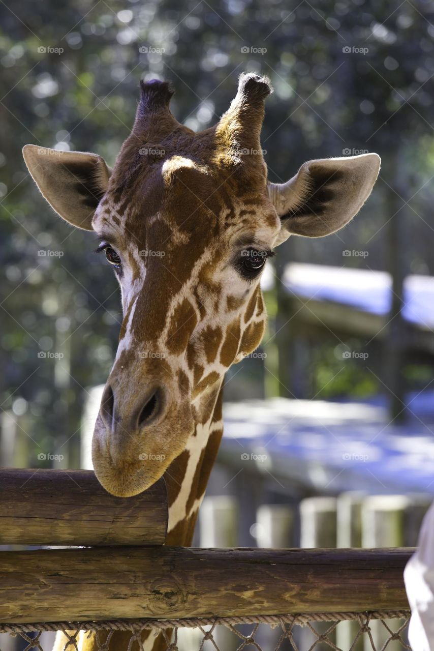 Brevard zoo, giraffe