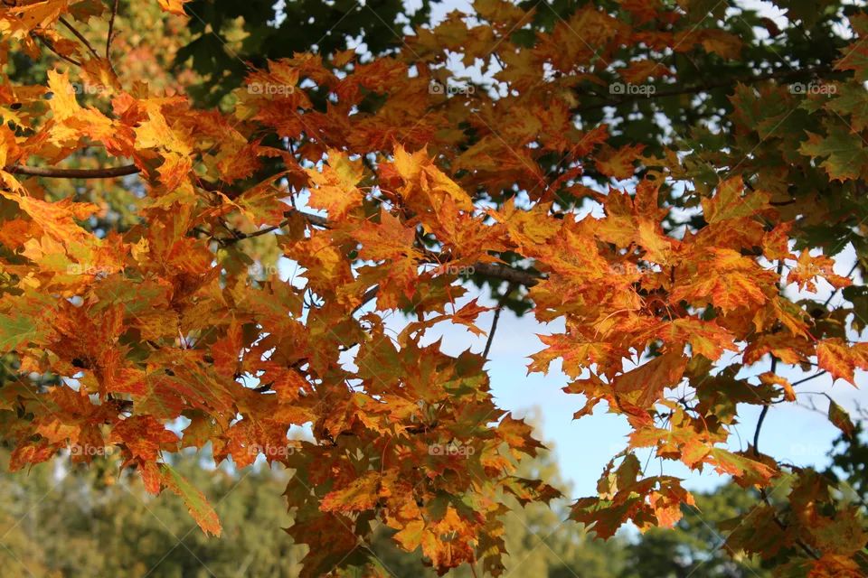 Maple
