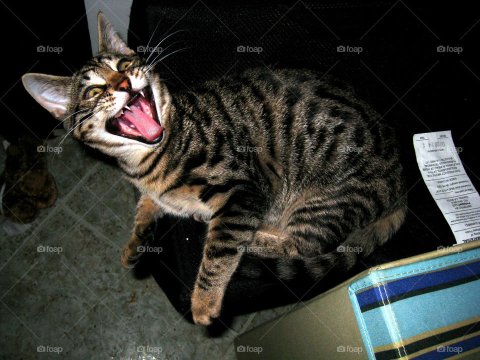 italy cat playful feline by vincentm