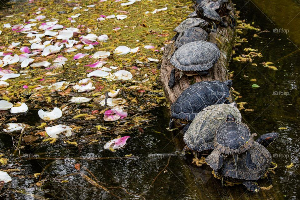 Turtles