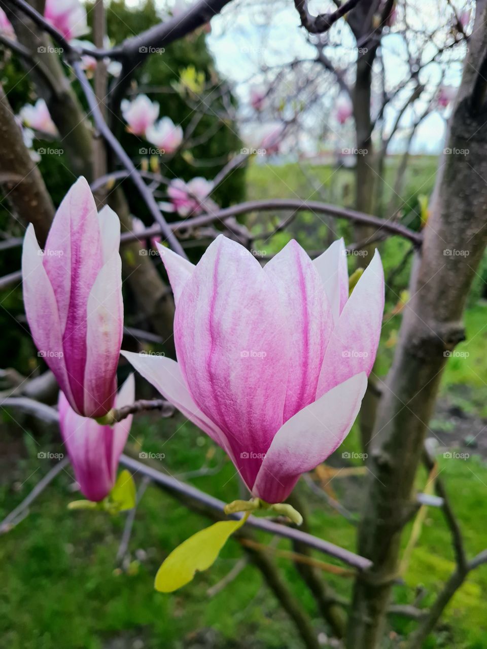 Magnolia