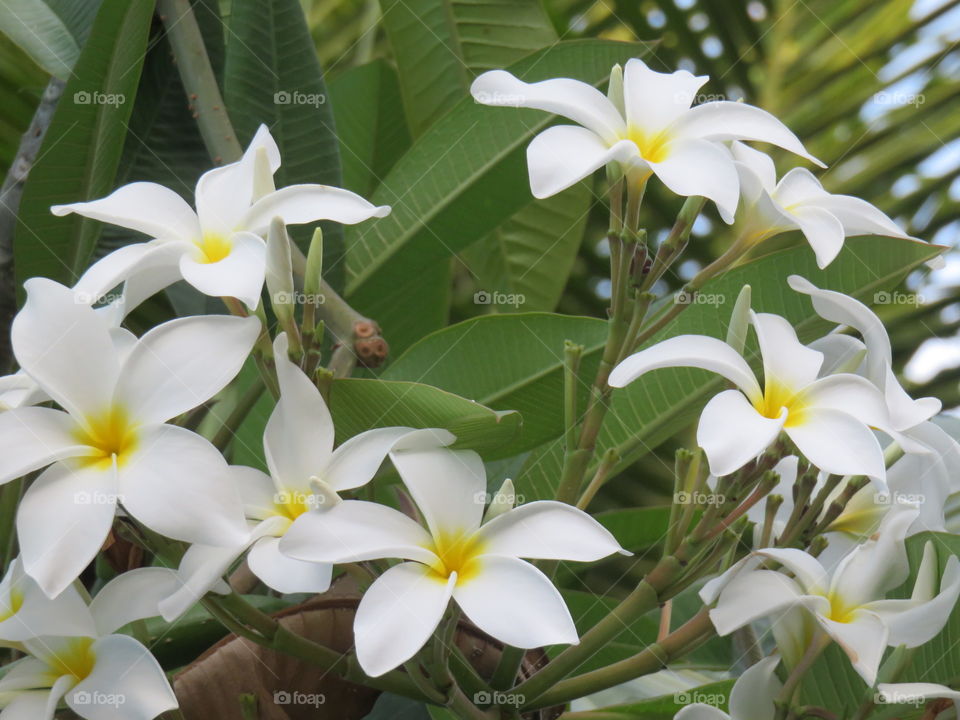 Flowers