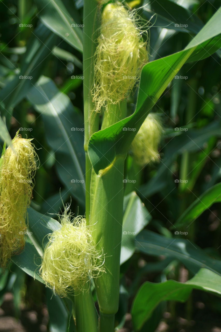 Corn