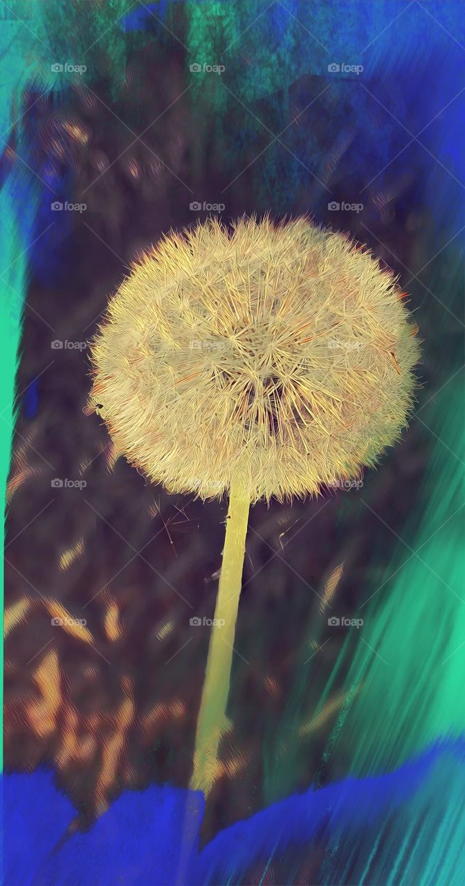 Wish on dandelion wings