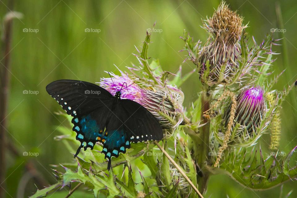 Close-up of butterfly on flower