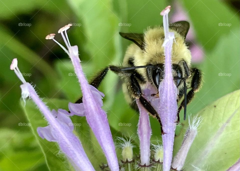 Closeup of bee