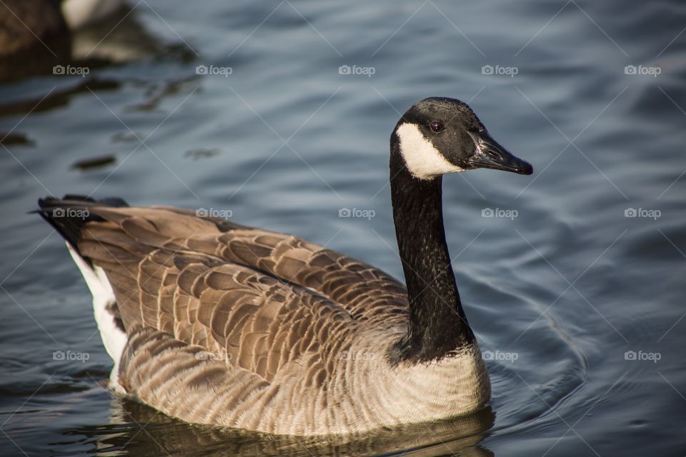 Goose