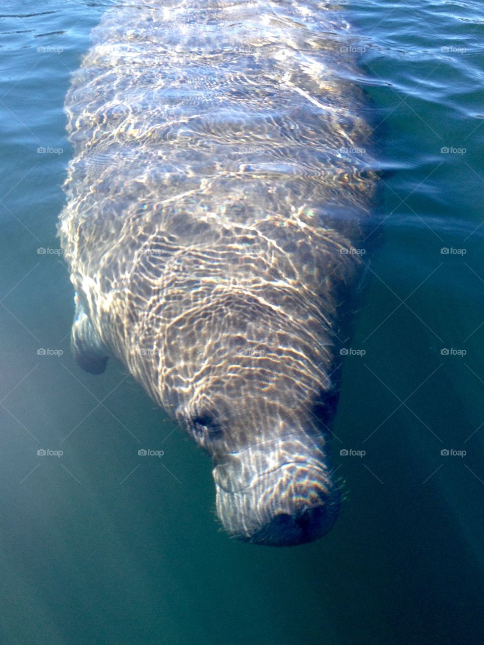 Manatee close up