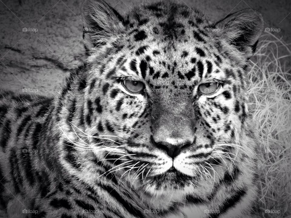Leopard up Close