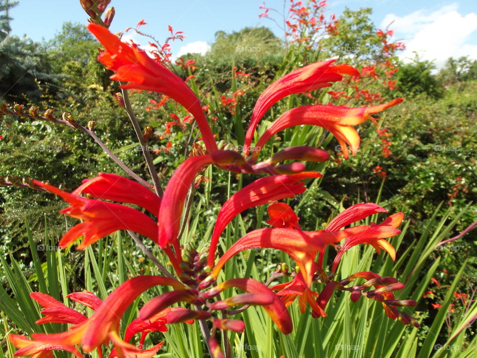 Red Godetia Flowers