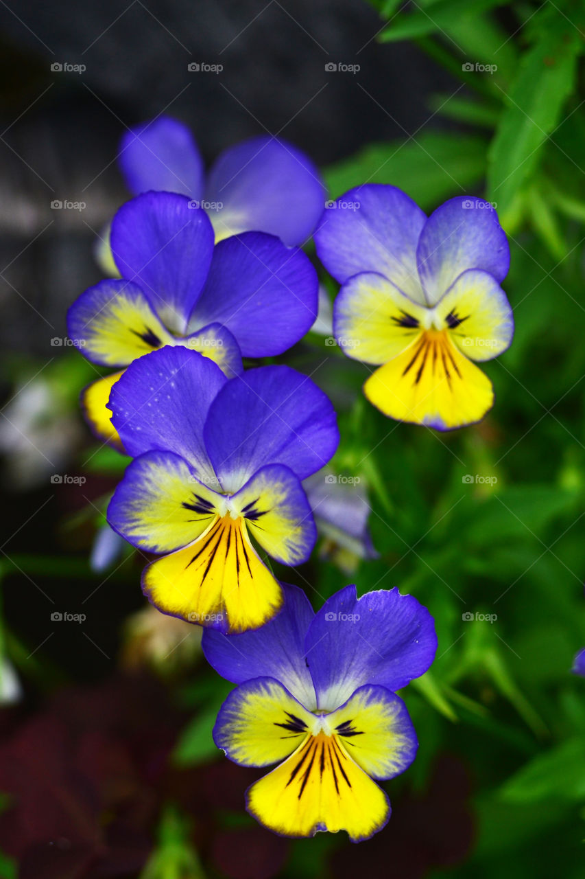 Pansies