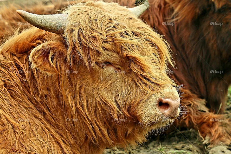 Hochmoorrind in braun