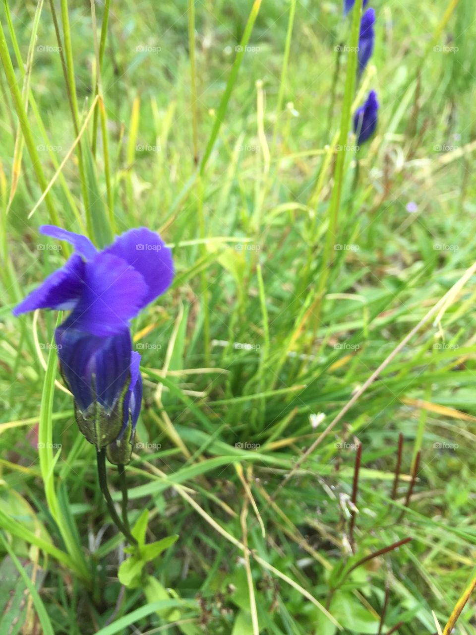 Purple dream. Delicate purple wildflower, Colorado hiking 