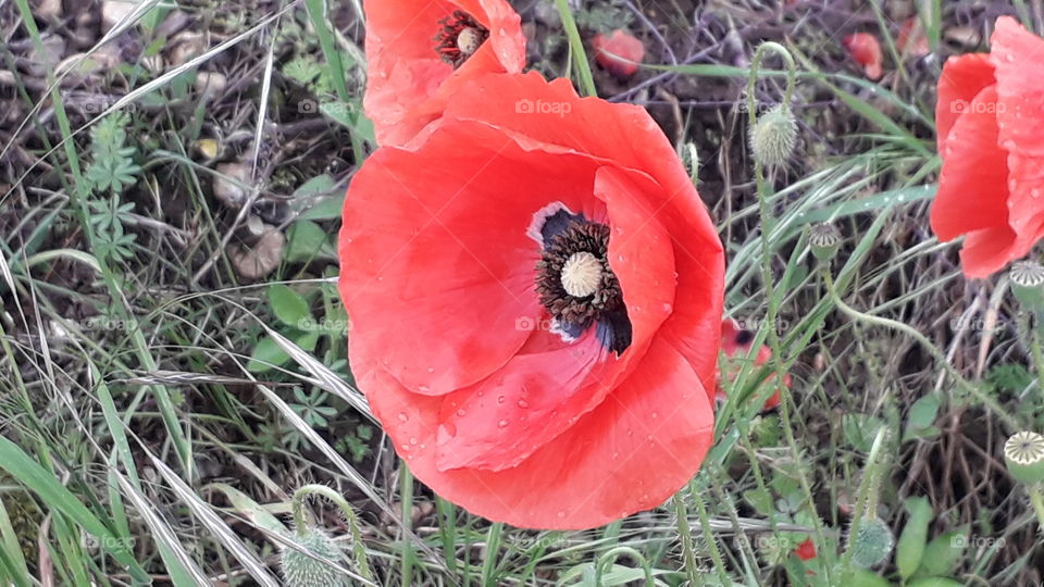red poppies